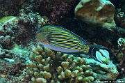 Acanthurus lineatus Chirurgien a lignes-Maldives Maamgili beyru-3m-20240426-da-DSC_7199_tn